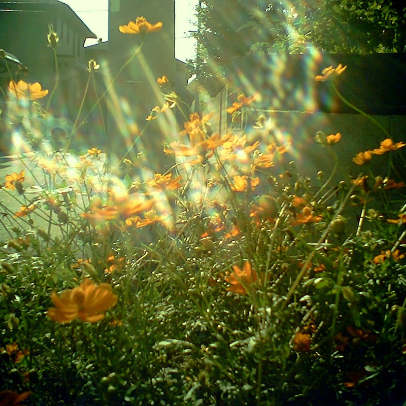 実家のコスモス