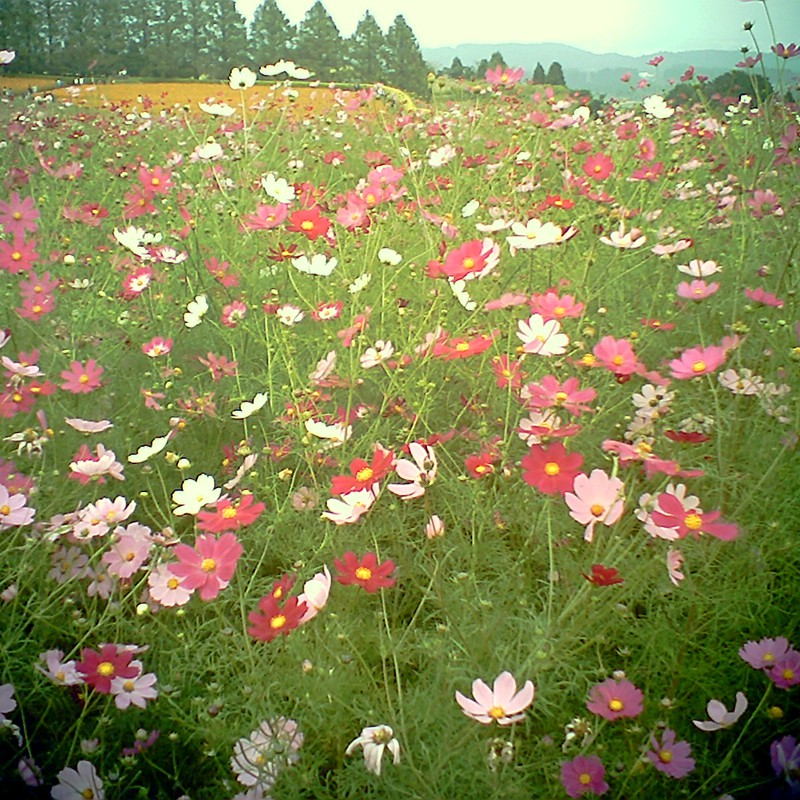 生駒高原のコスモス