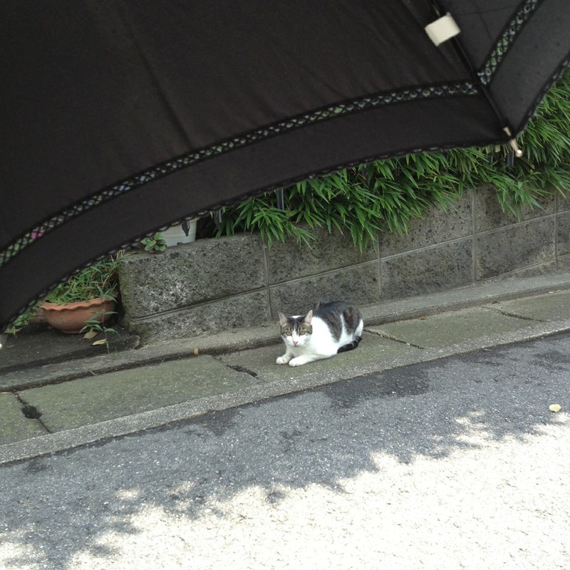 日傘と猫