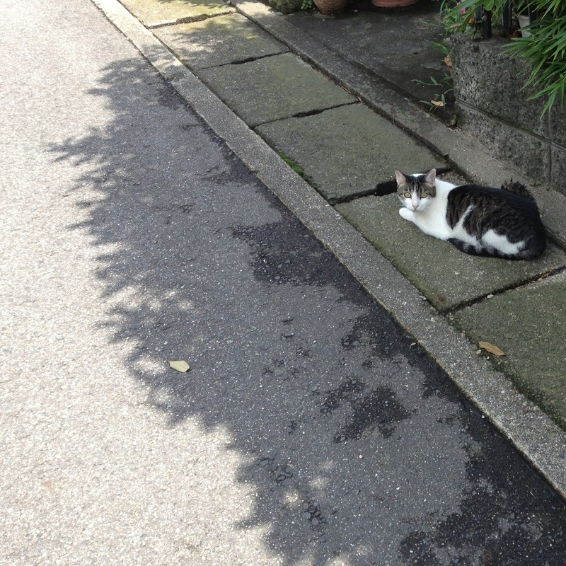 猫と日陰