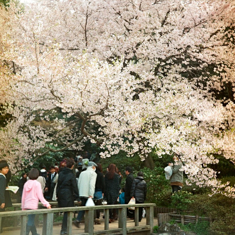 桜傘花