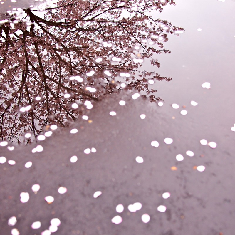 いつか、桜の雨に