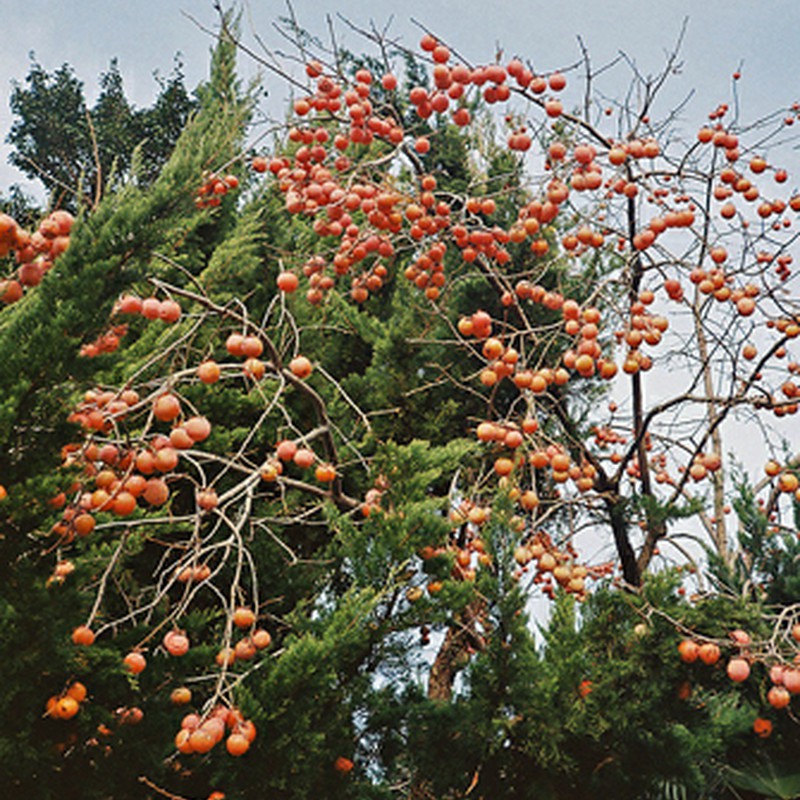 柿の実（冬）