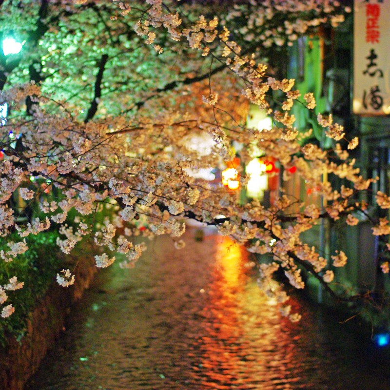 夜桜『高瀬川』