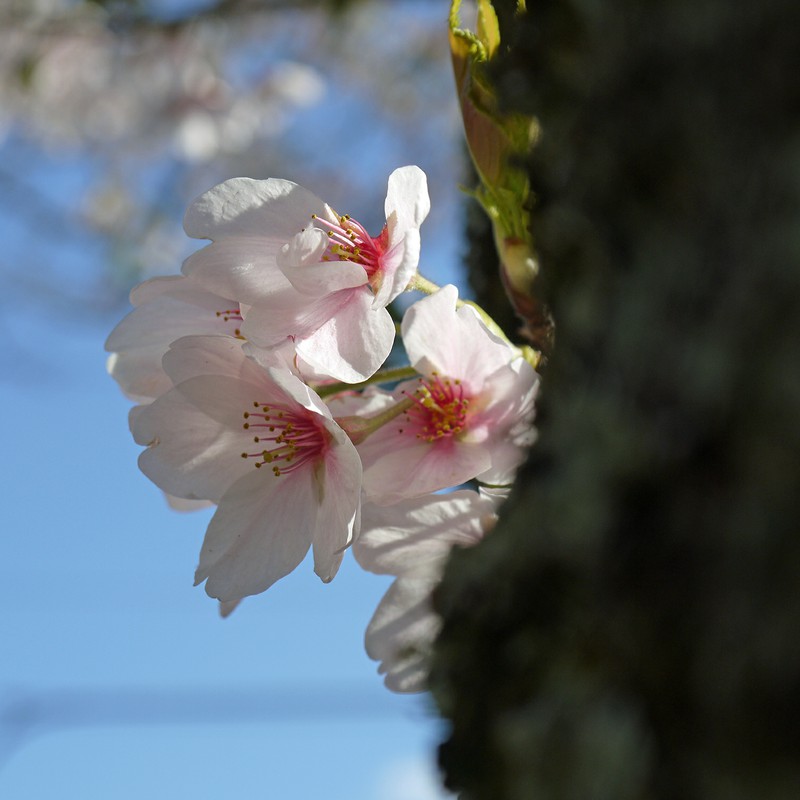 桜はやはり美しい！
