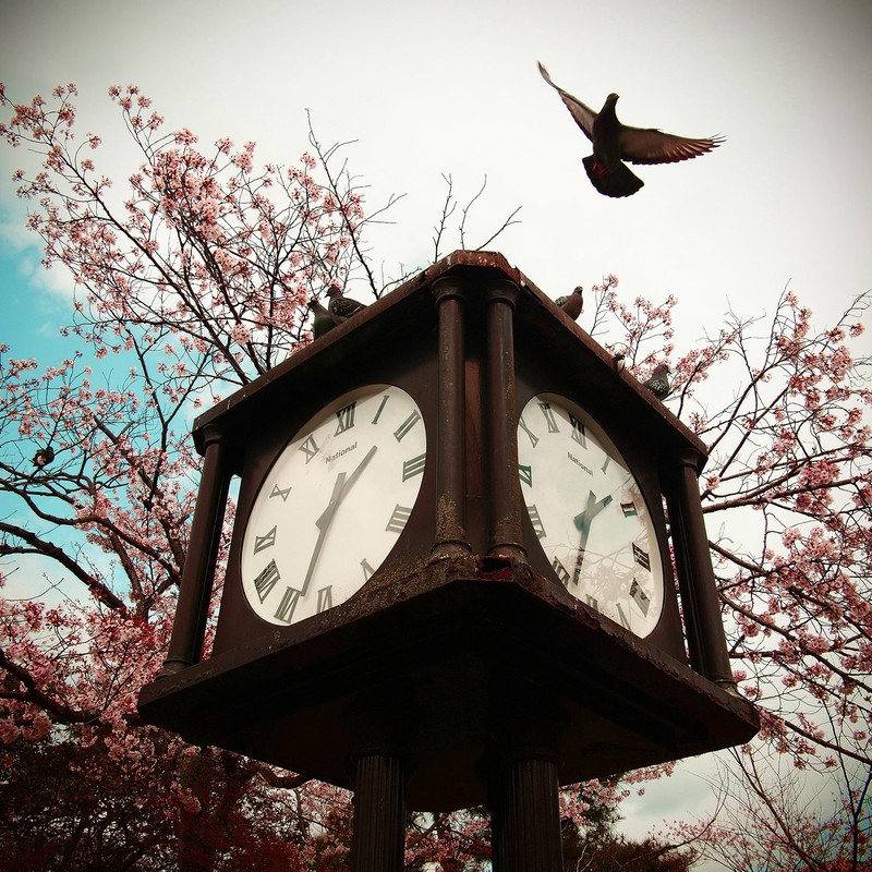ハトと時計『春』