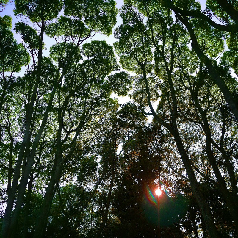 万博公園『森の夕日』