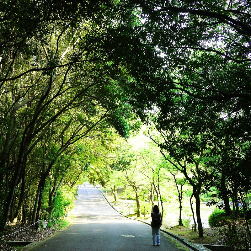 万博公園『樹の道』