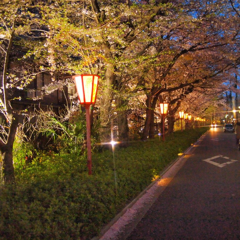 京の夜　「木屋町」