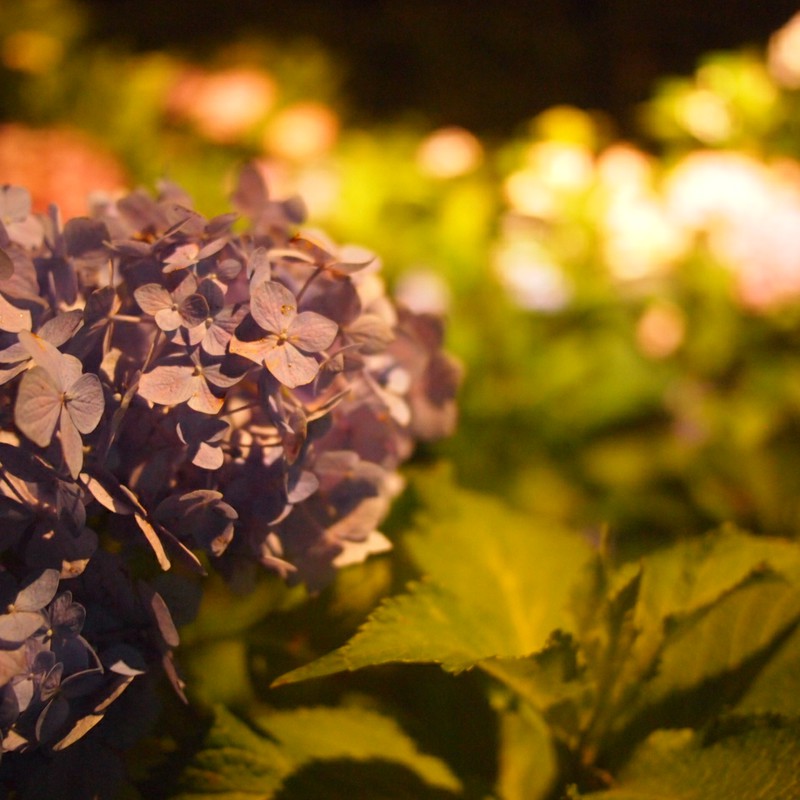 夜紫陽花。