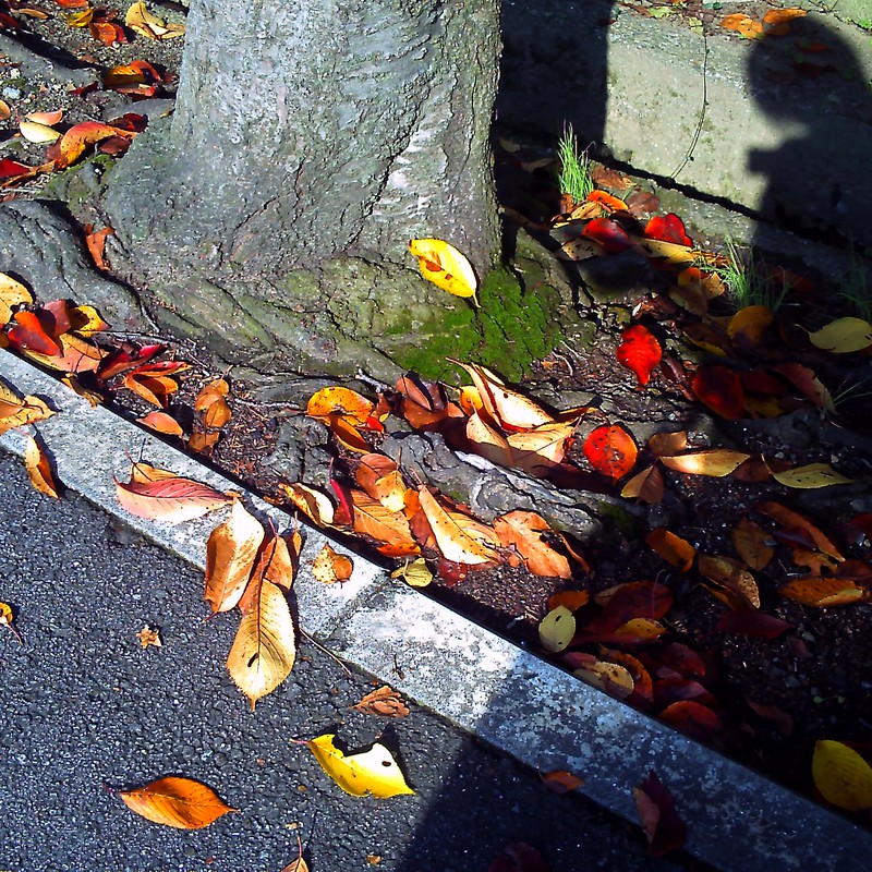落ち葉