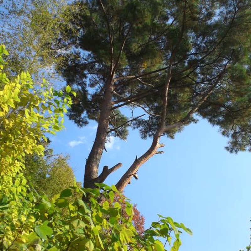 上を見上げたら