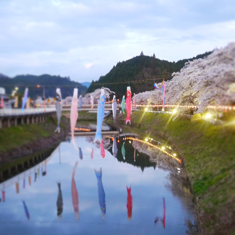 川の中で泳ぐこいのぼり