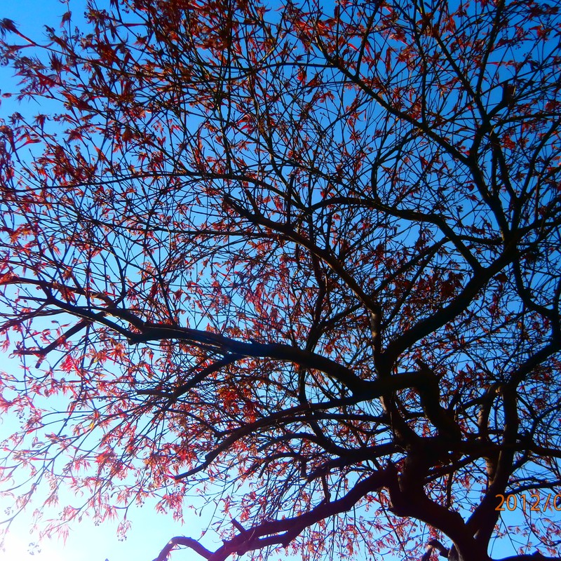 秋に向かって^^