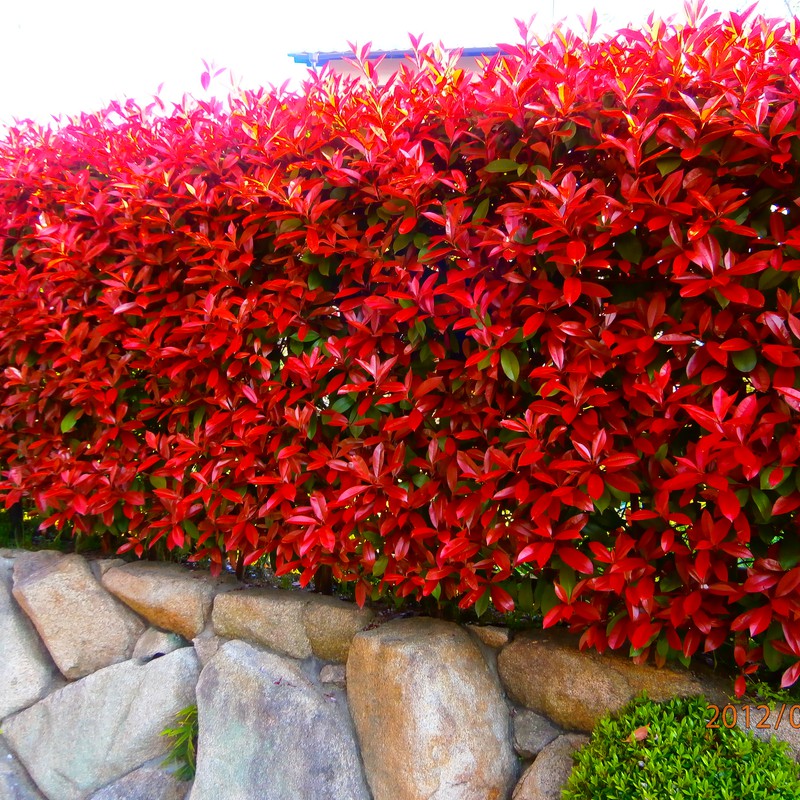 この赤い葉っぱ、よく見るけど。。