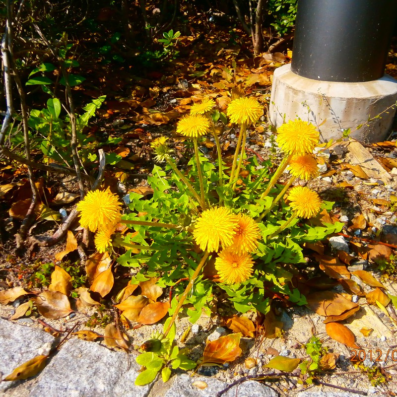 タンポポのブーケ?^^