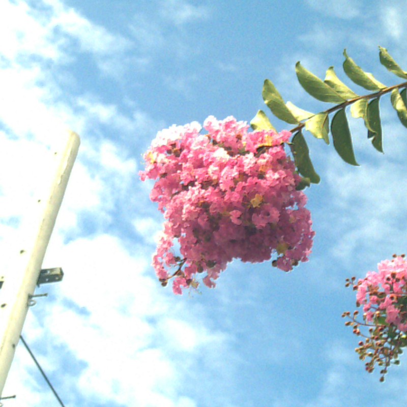 モコモコお花、空に向かって