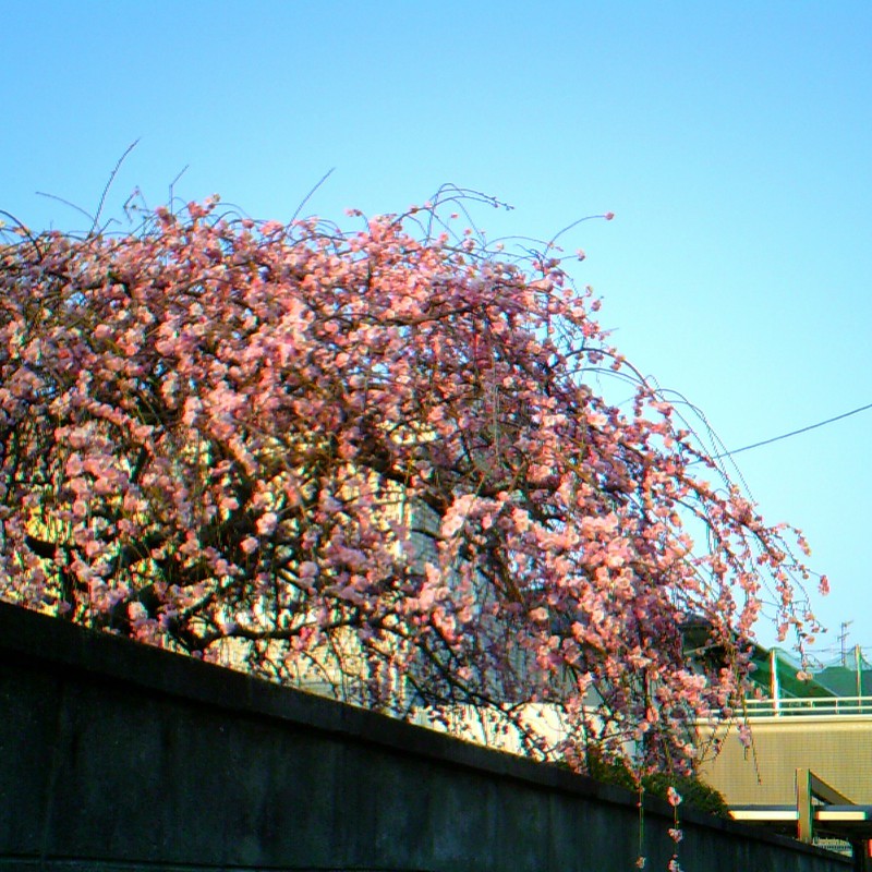 桜。もう咲いてる