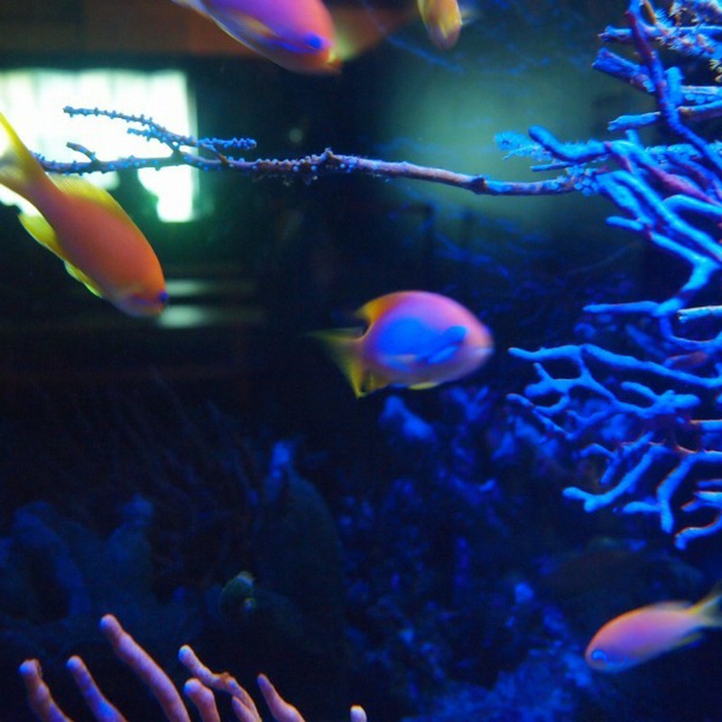Indoor Fish