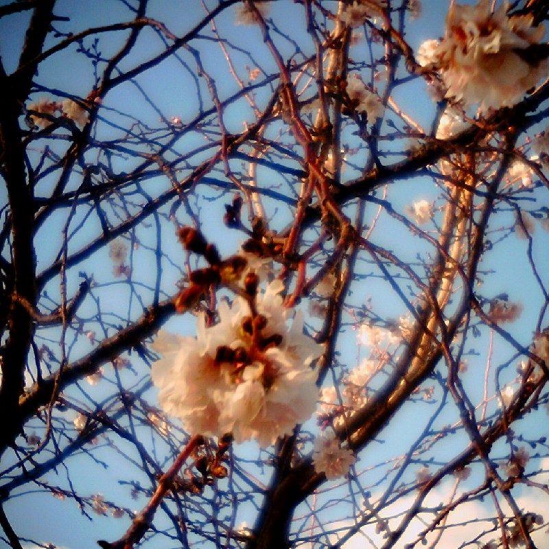 冬の桜？
