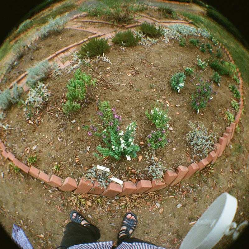 楕円花壇