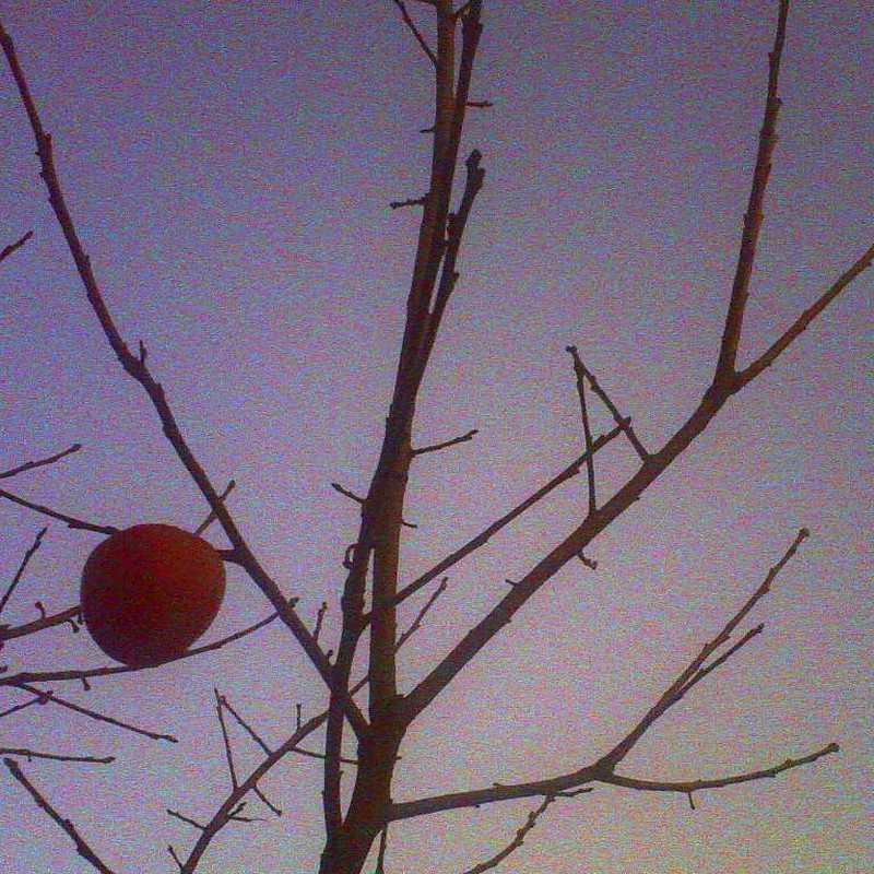 冬空　と　柿