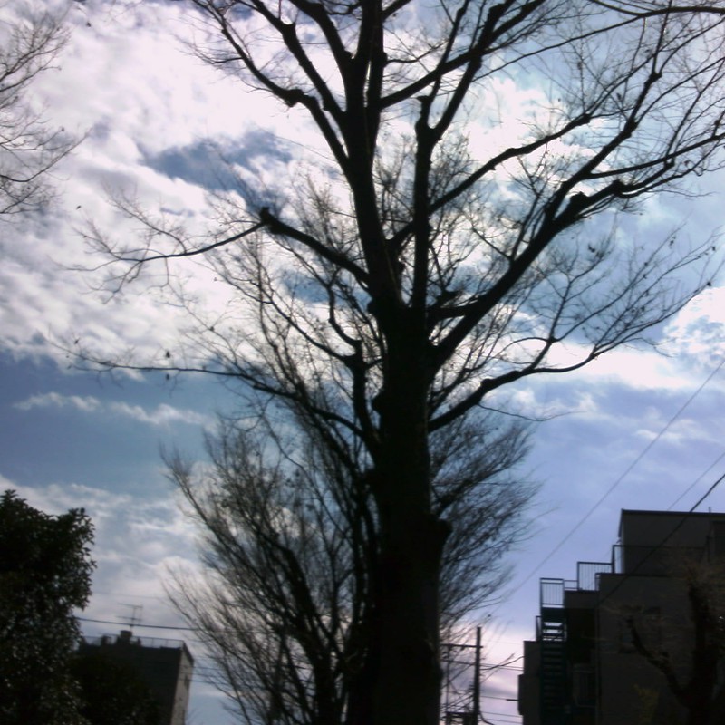 街路樹と空と