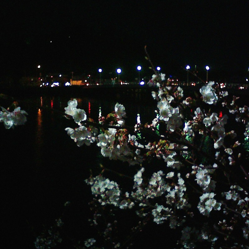 金沢八景夜桜