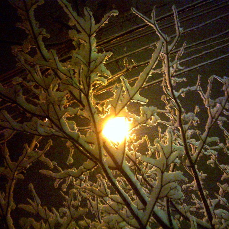 雪、電線、雪、枝、雪、街灯