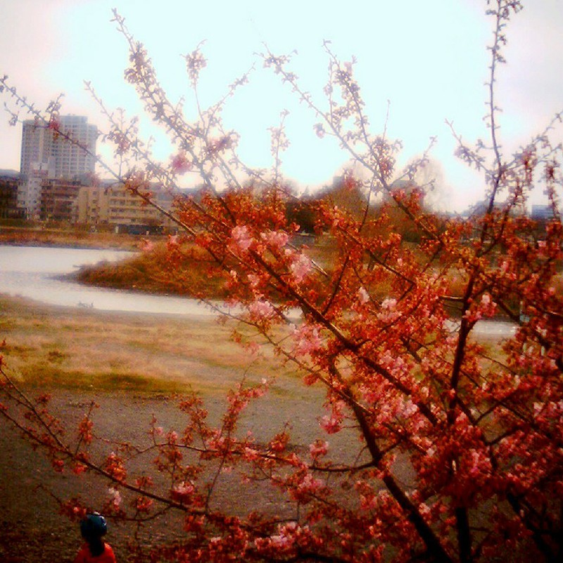 河津桜＠多摩川　②