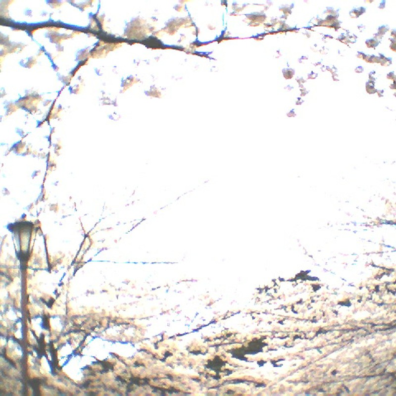 桜と街灯