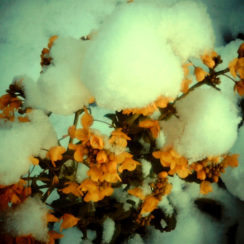 雪と菜の花
