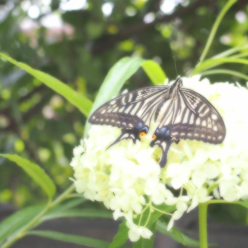 Swallowtail Butterfly 〜あじさいのうた〜