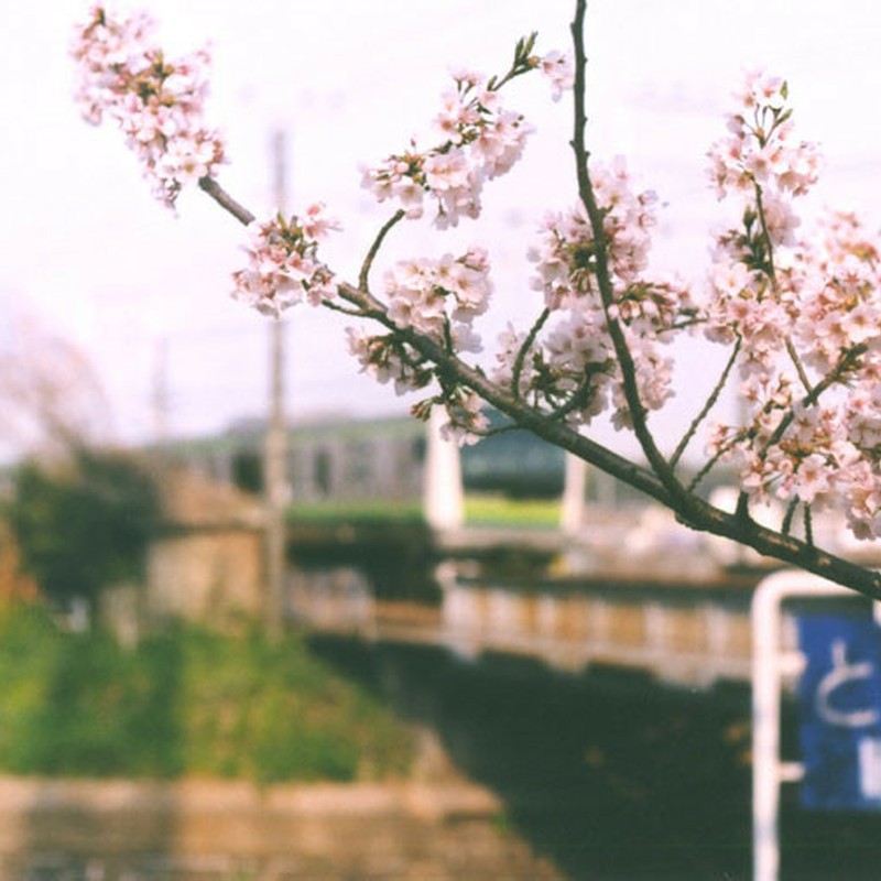 横浜線と桜