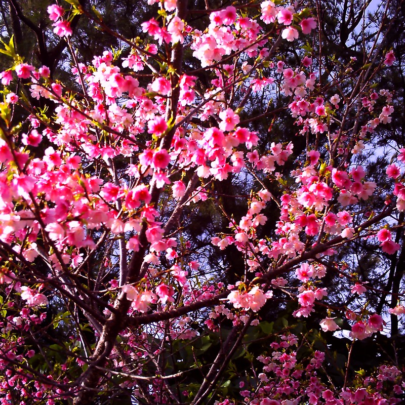 南国から今年の桜を