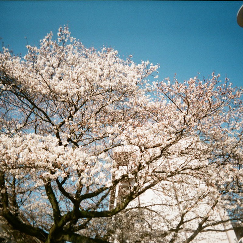 ~桜舞う季節へ～