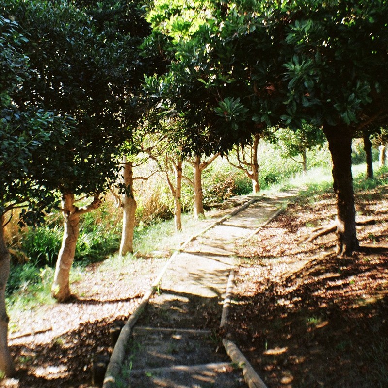 森の線路