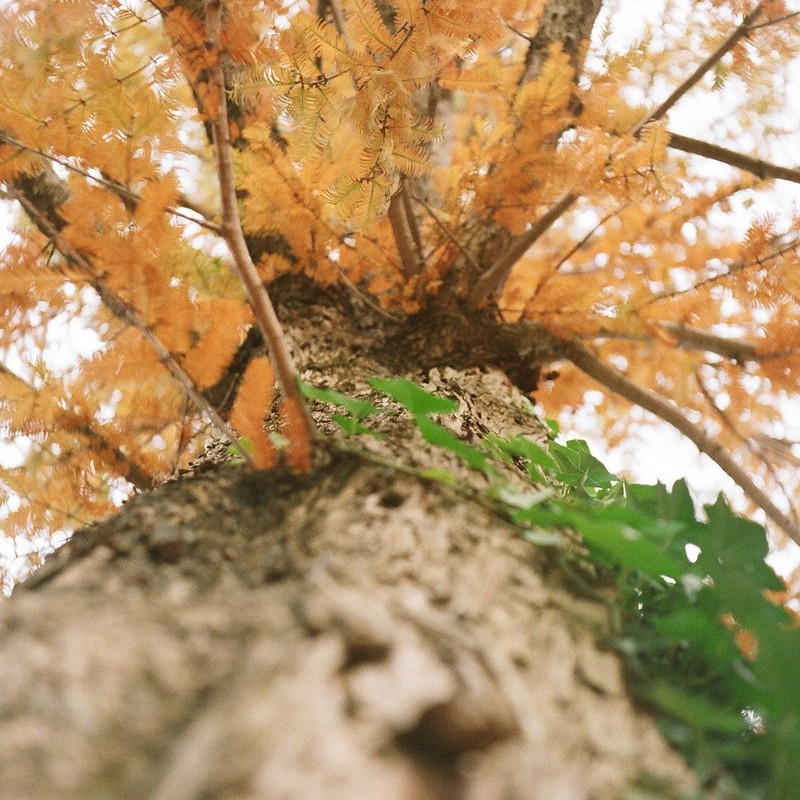 秋に登る葉
