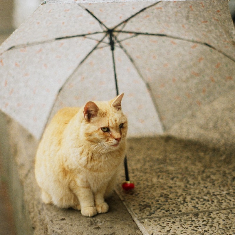 傘猫