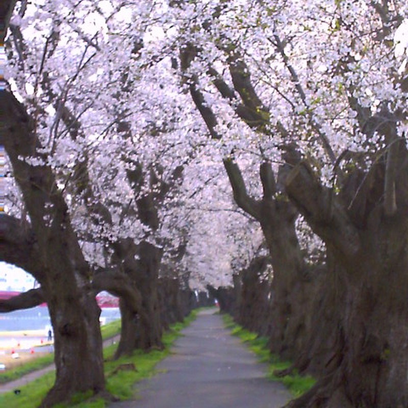 朝一の桜並木