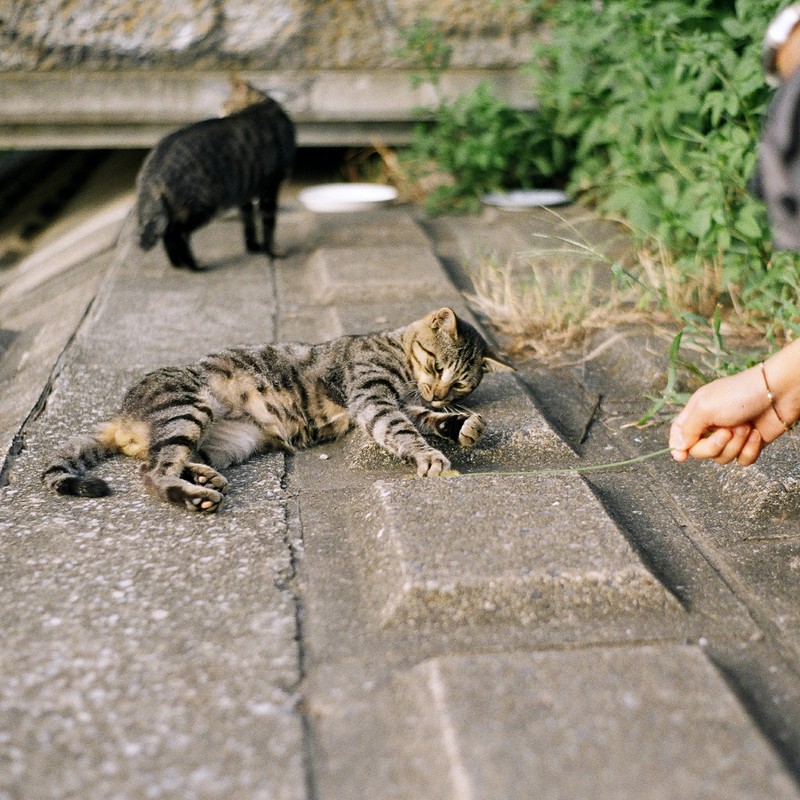 ちょっとだけなら、いいよ