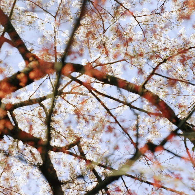 ハルノハナシヲ