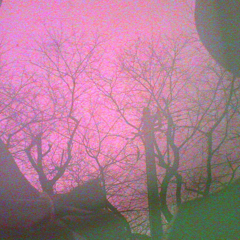 バケツに写った桜並木