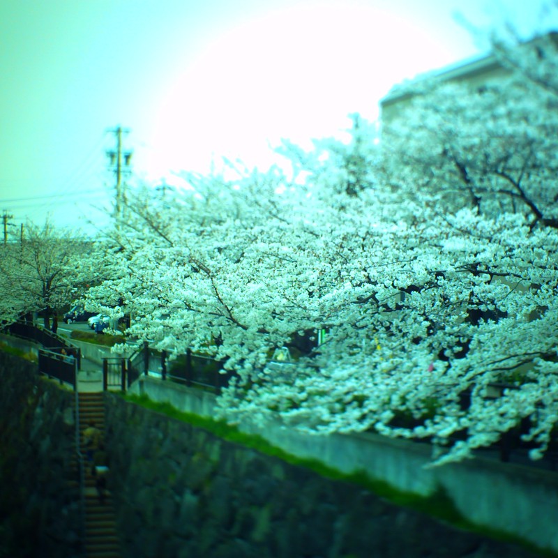 桜と階段
