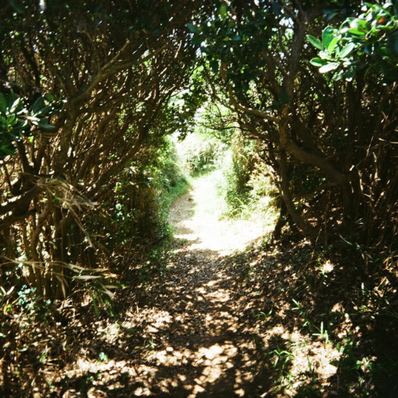 草のトンネル