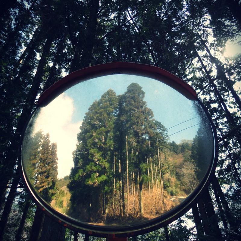 Tree in the mirror