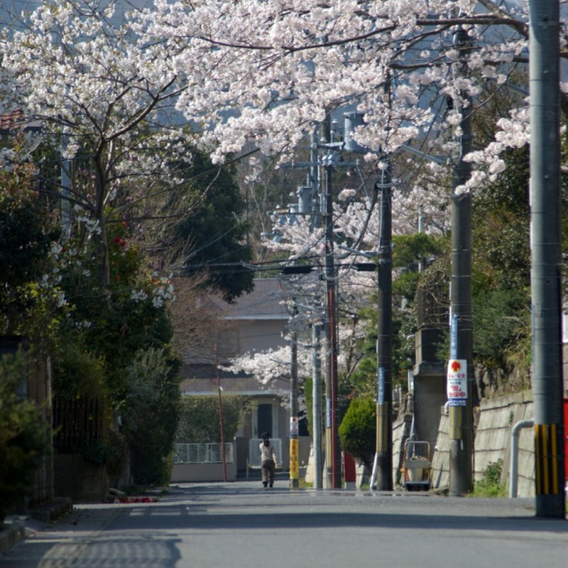 桜のある街