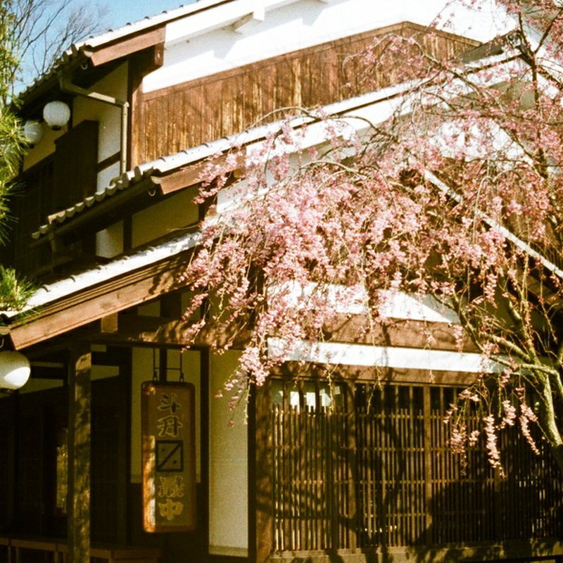 しだれ桜と茶店（１１０フイルムバージョン）