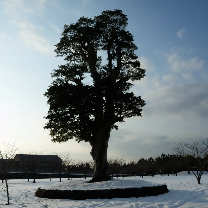 こころの樹　－冬－