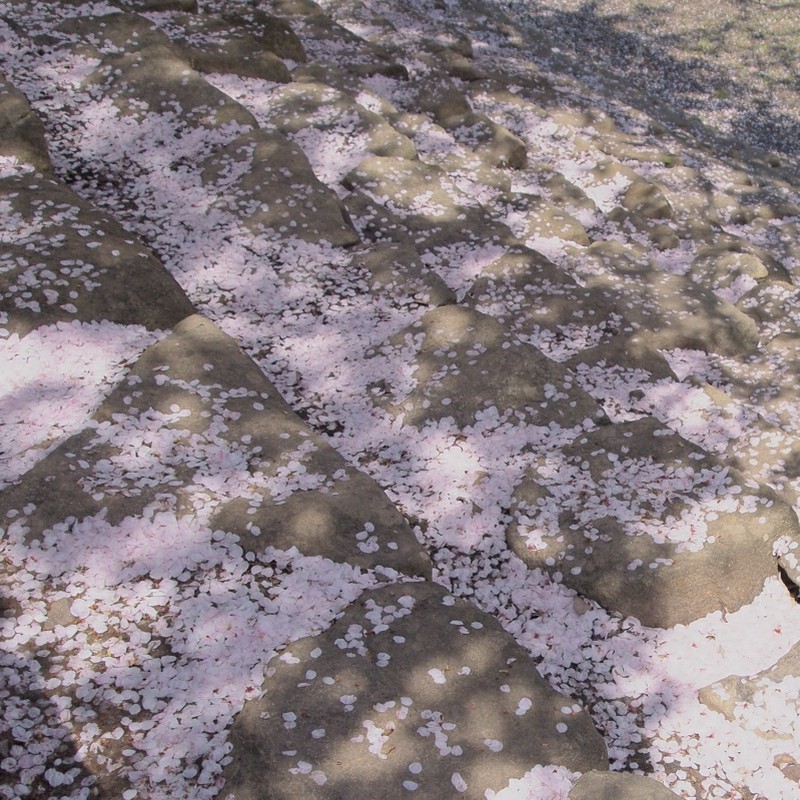 桜花の石段